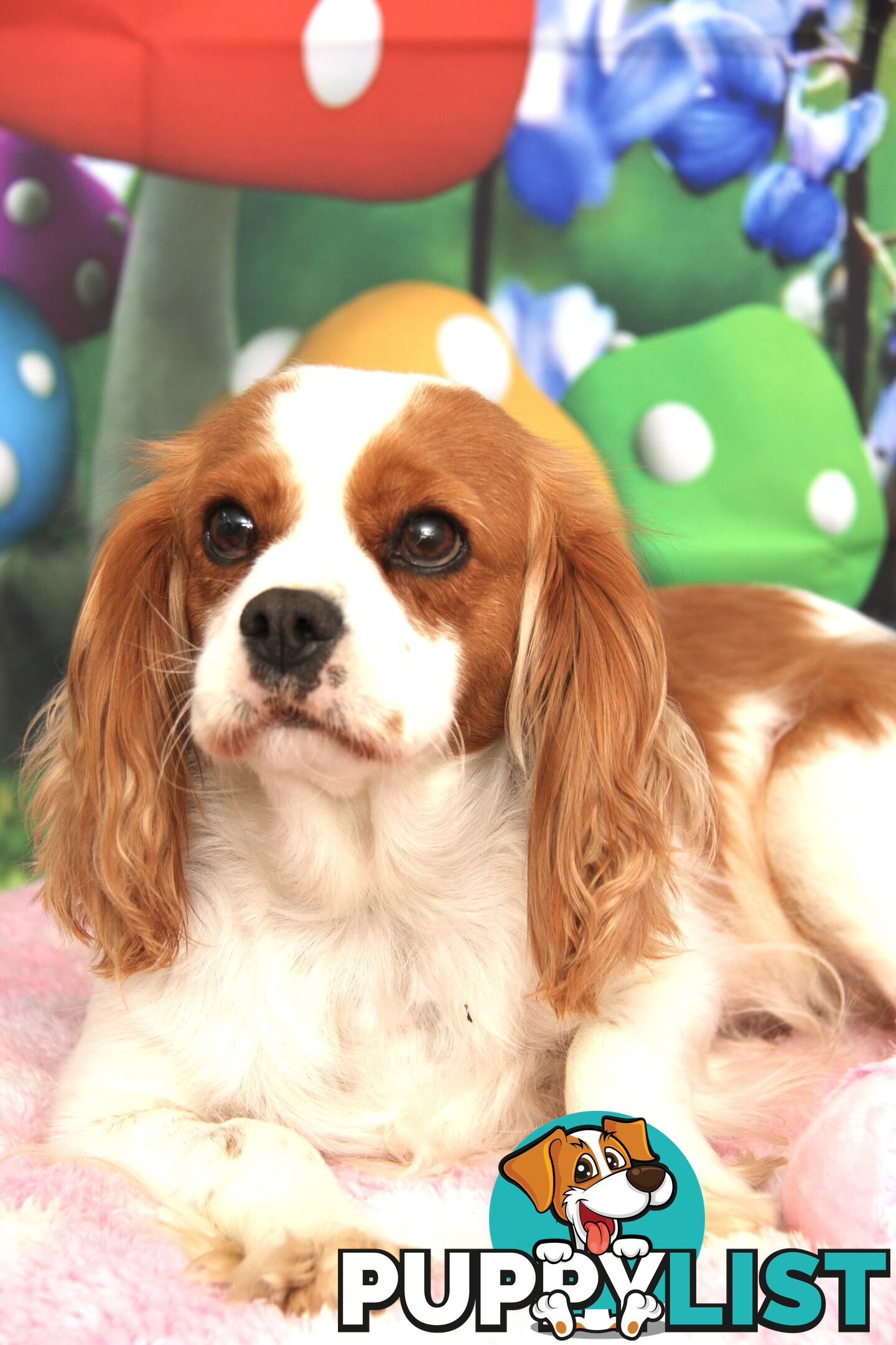 CAVALIER KING CHARLES ADULTS DESEXED DESEXED FEMALES