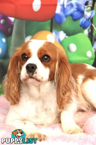CAVALIER KING CHARLES ADULTS DESEXED DESEXED FEMALES