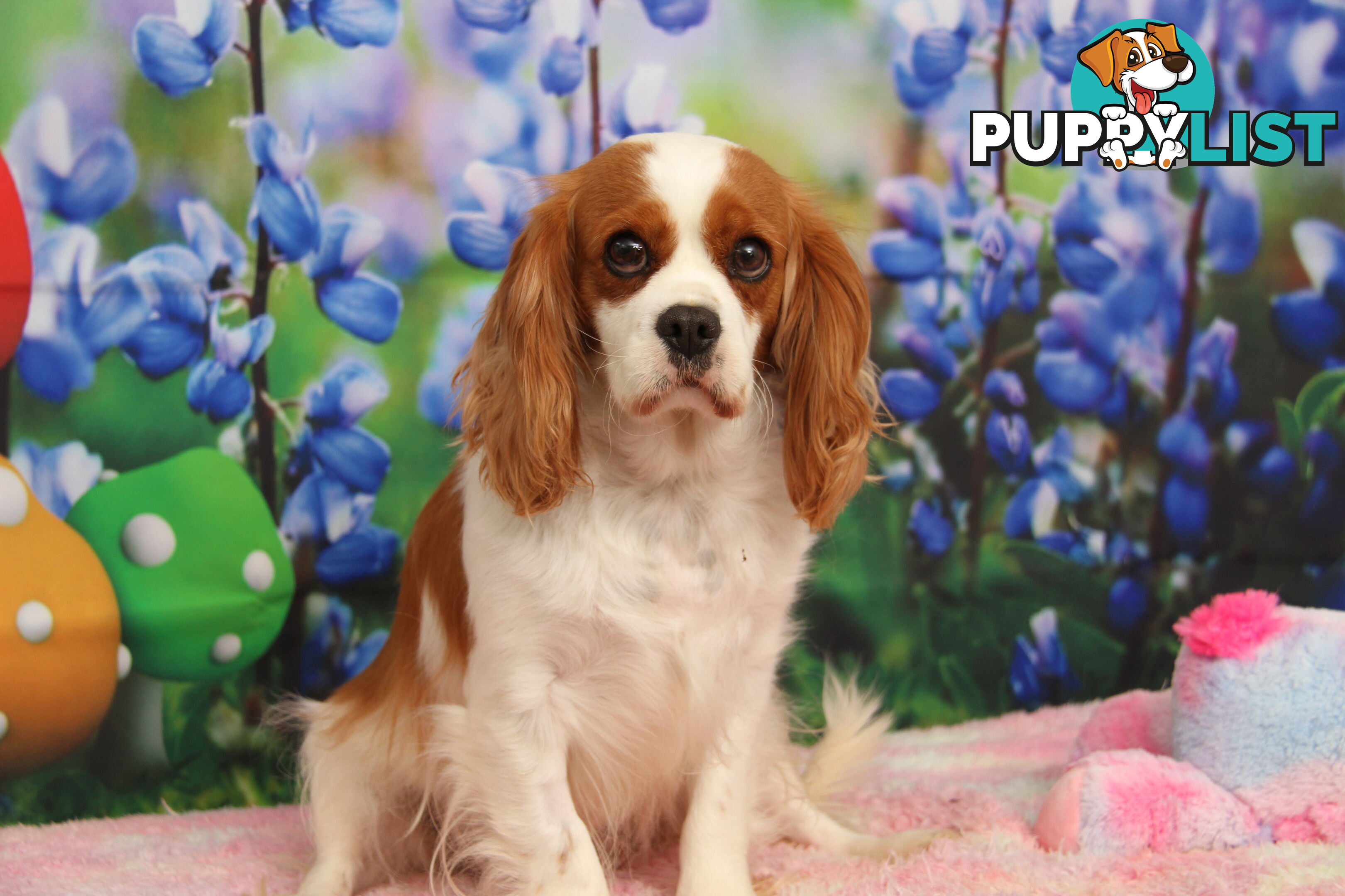 CAVALIER KING CHARLES ADULTS DESEXED DESEXED FEMALES