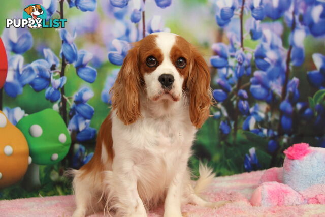 CAVALIER KING CHARLES ADULTS DESEXED DESEXED FEMALES