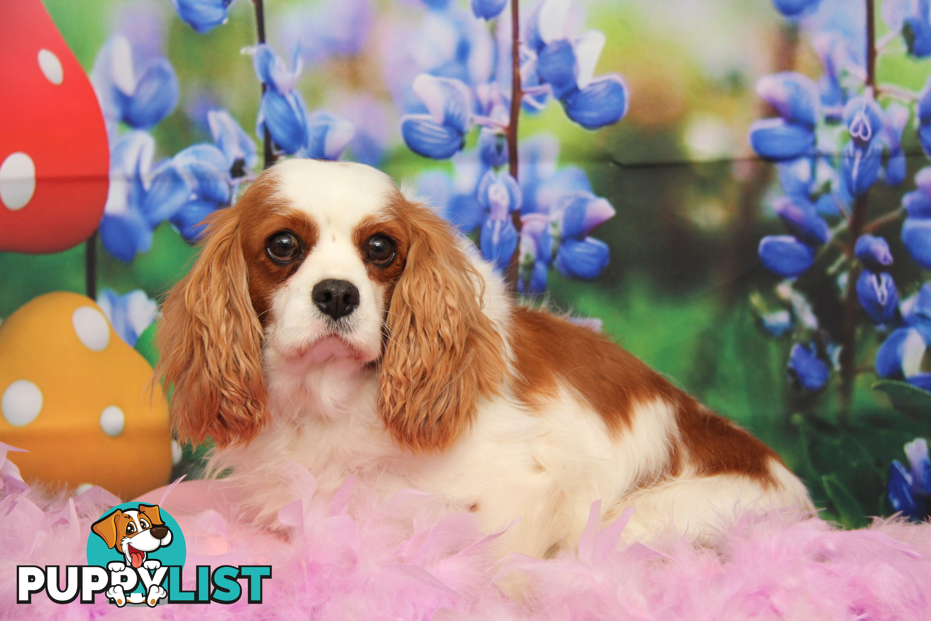CAVALIER KING CHARLES ADULTS DESEXED DESEXED FEMALES