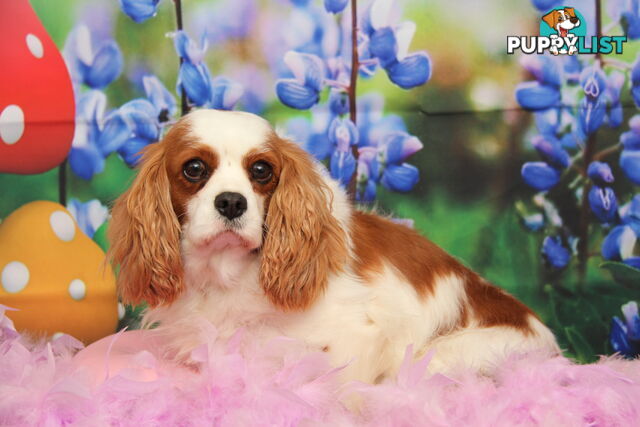CAVALIER KING CHARLES ADULTS DESEXED DESEXED FEMALES