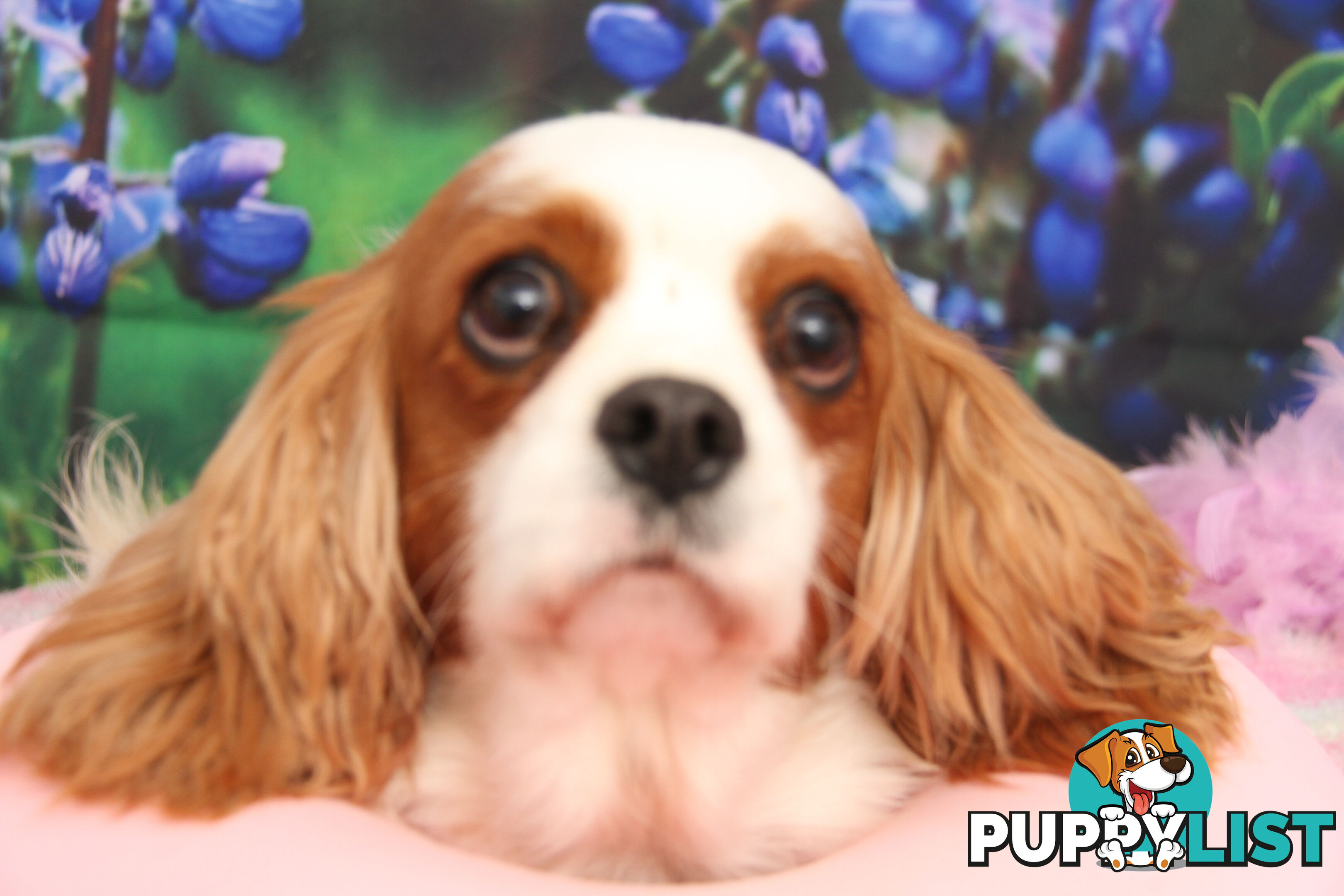 CAVALIER KING CHARLES ADULTS DESEXED DESEXED FEMALES