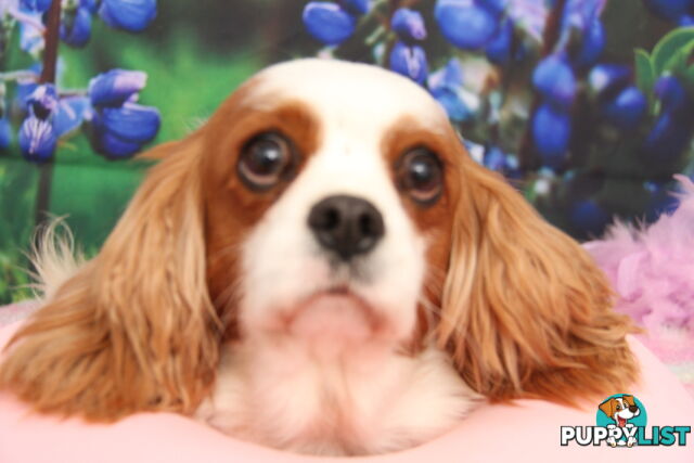 CAVALIER KING CHARLES ADULTS DESEXED DESEXED FEMALES