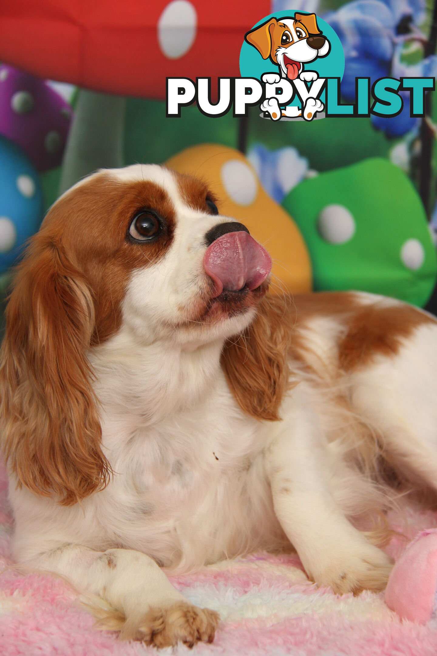 CAVALIER KING CHARLES ADULTS DESEXED DESEXED FEMALES