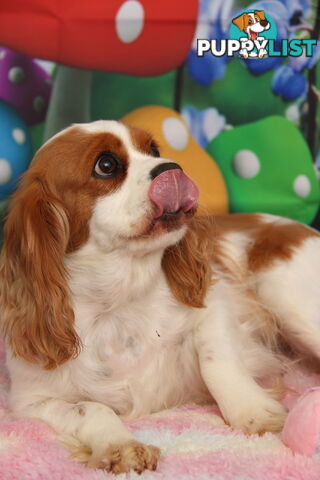 CAVALIER KING CHARLES ADULTS DESEXED DESEXED FEMALES