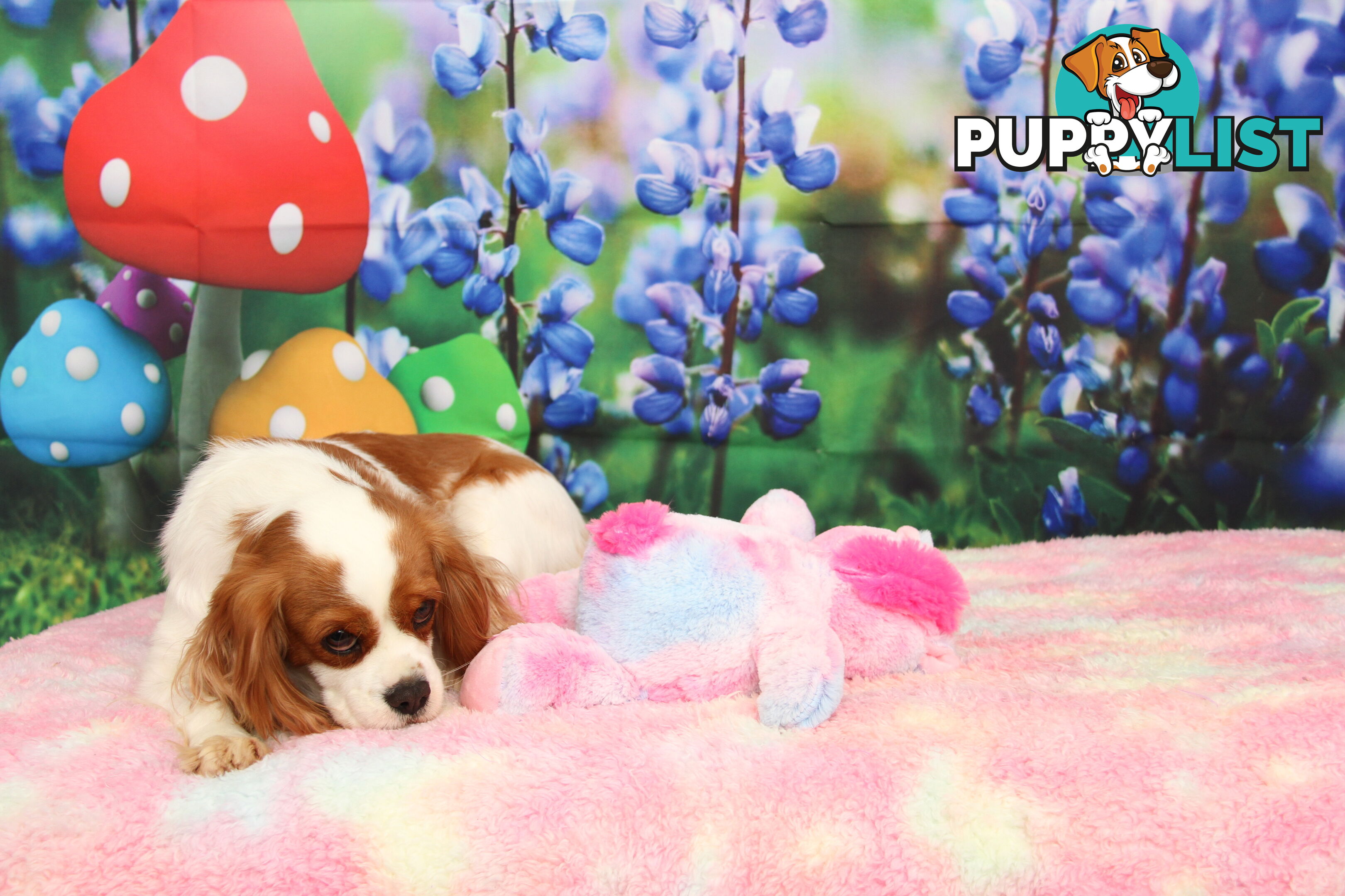 CAVALIER KING CHARLES ADULTS DESEXED DESEXED FEMALES