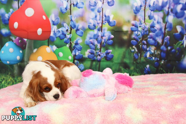 CAVALIER KING CHARLES ADULTS DESEXED DESEXED FEMALES