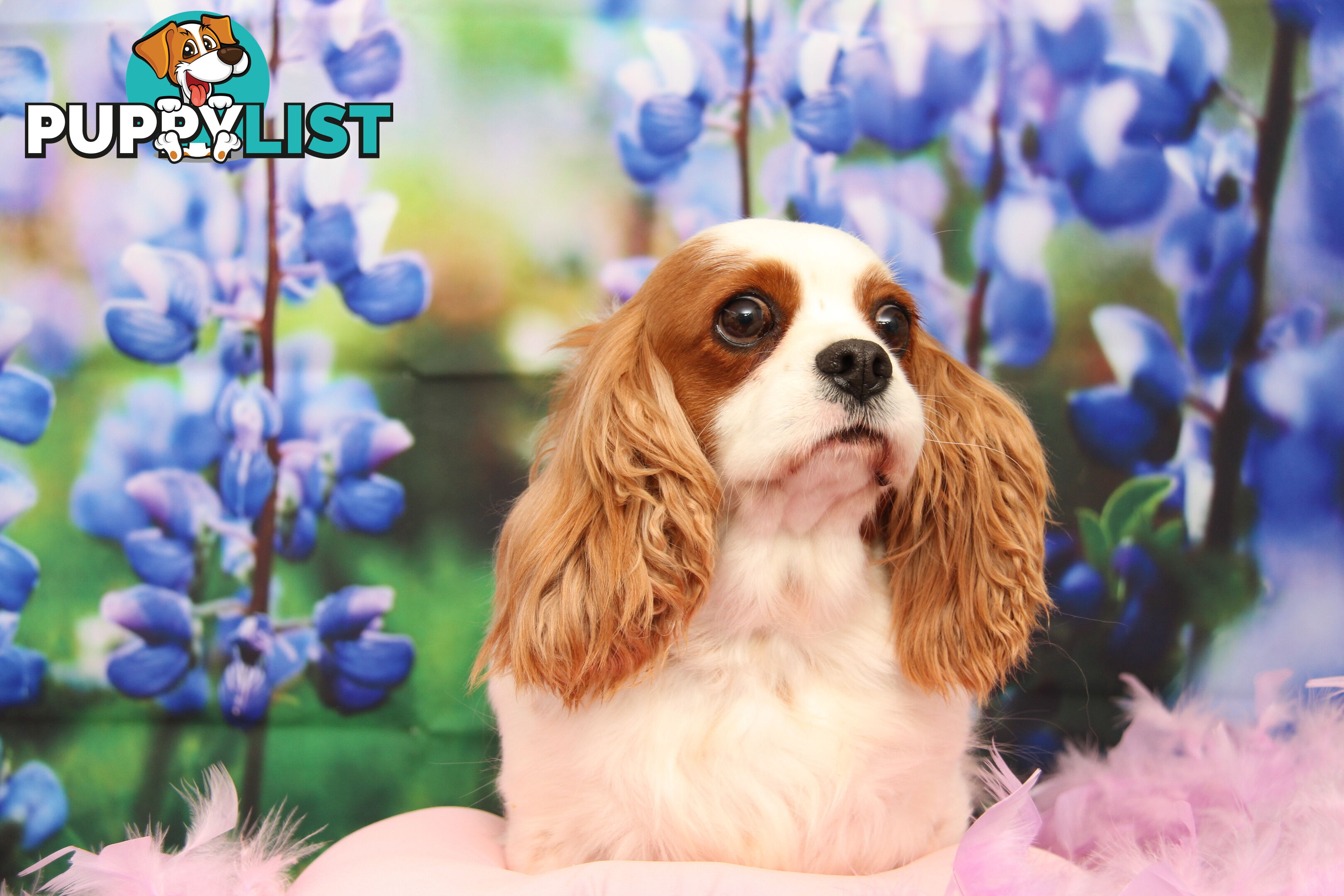 CAVALIER KING CHARLES ADULTS DESEXED DESEXED FEMALES