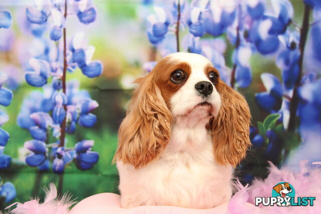 CAVALIER KING CHARLES ADULTS DESEXED DESEXED FEMALES