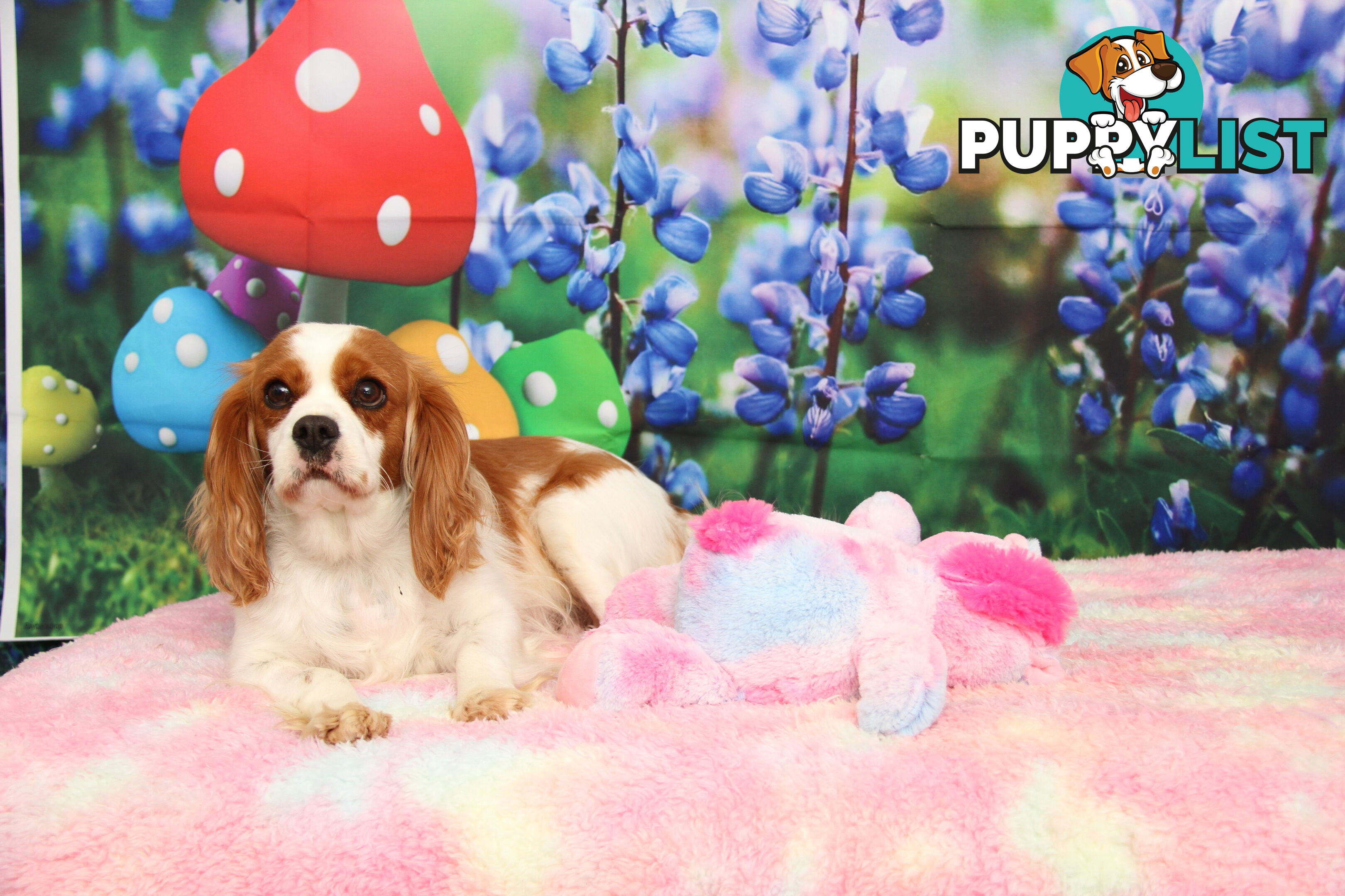 CAVALIER KING CHARLES ADULTS DESEXED DESEXED FEMALES