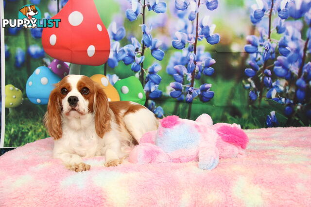 CAVALIER KING CHARLES ADULTS DESEXED DESEXED FEMALES
