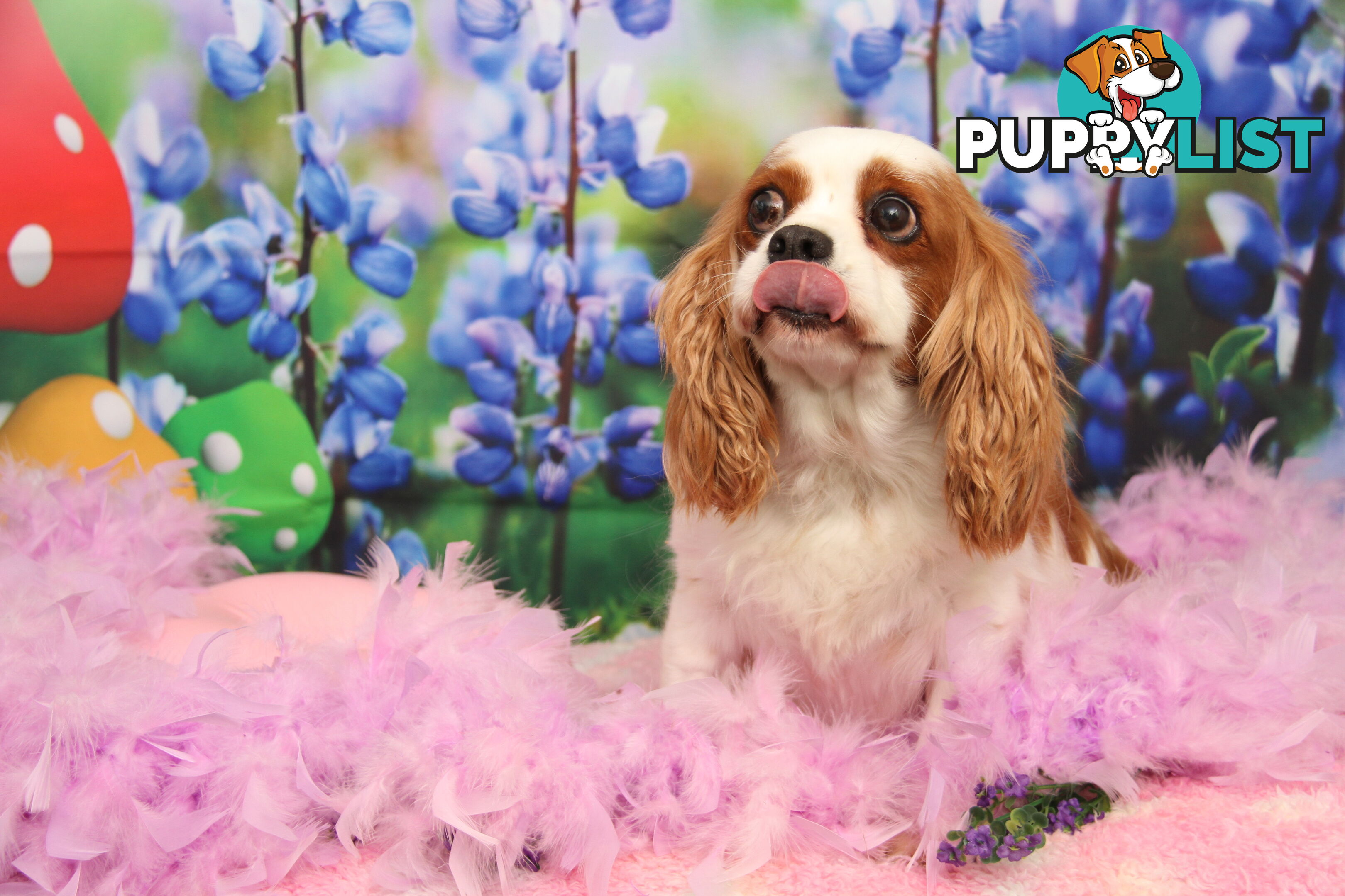 CAVALIER KING CHARLES ADULTS DESEXED DESEXED FEMALES