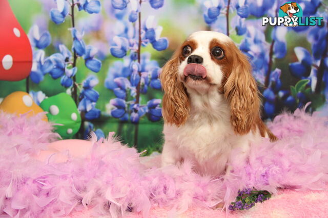 CAVALIER KING CHARLES ADULTS DESEXED DESEXED FEMALES