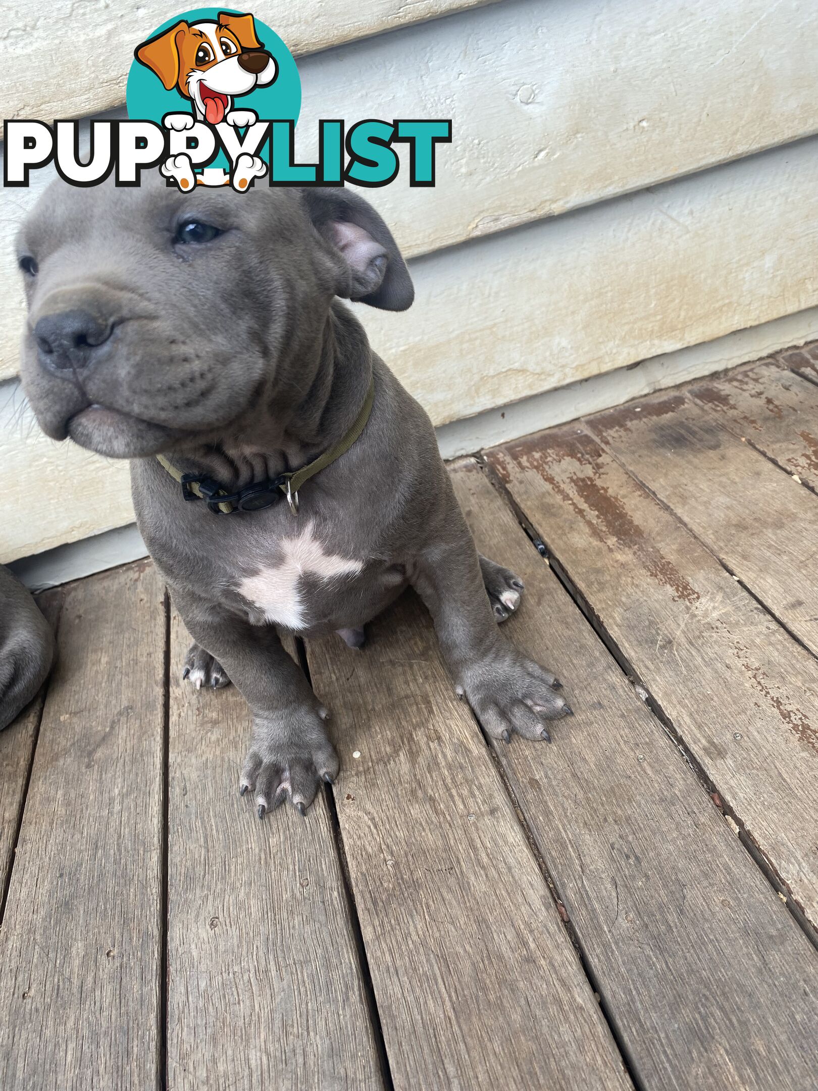 Blue Amstaff Puppies