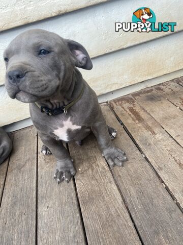 Blue Amstaff Puppies