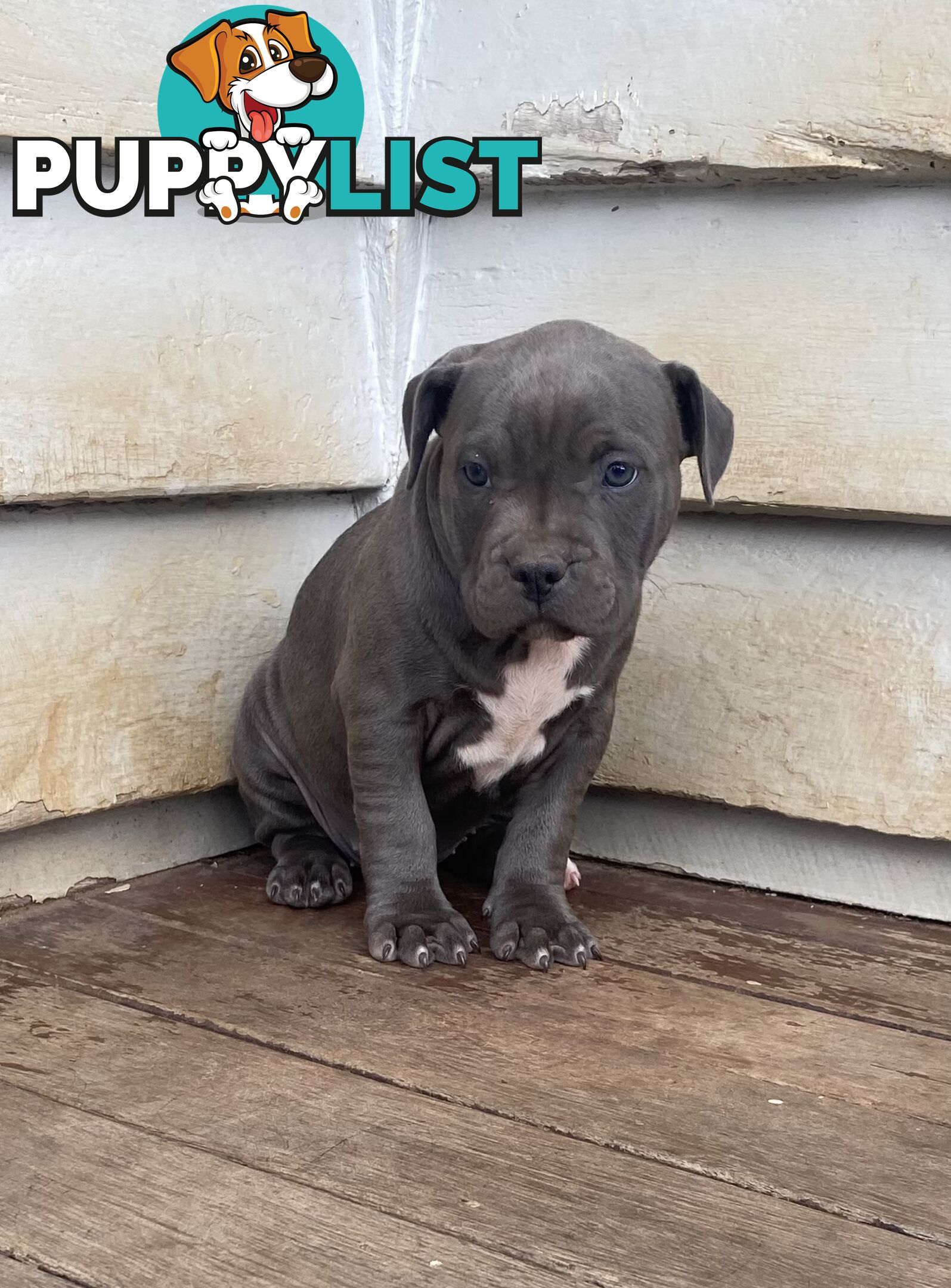 Blue Amstaff Puppies
