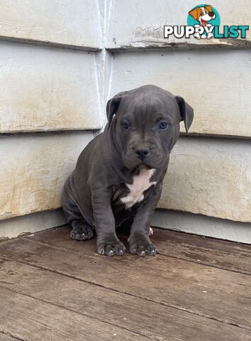 Blue Amstaff Puppies
