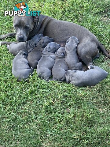 Blue Amstaff Puppies