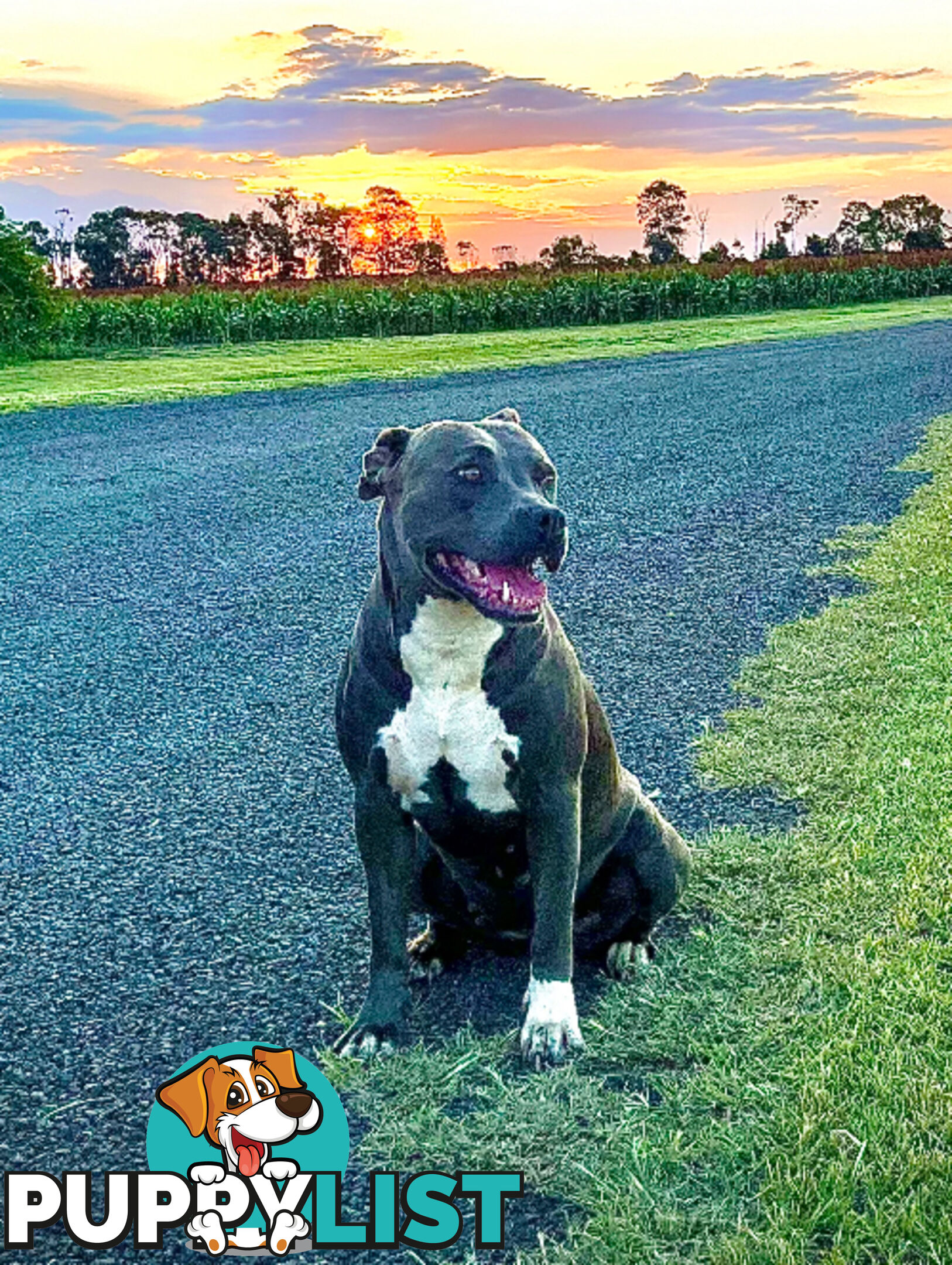 Blue Amstaff Puppies