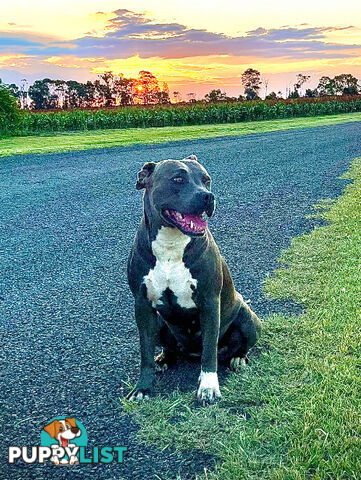 Blue Amstaff Puppies