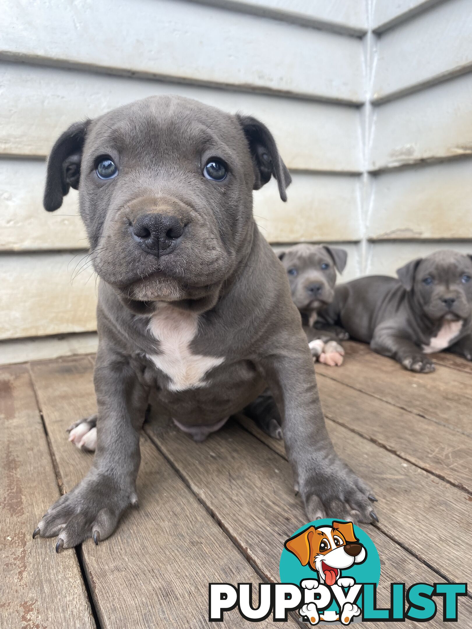 Blue Amstaff Puppies