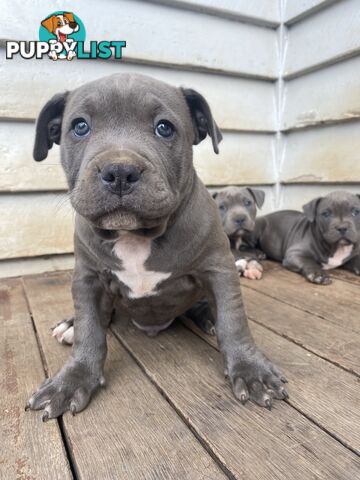 Blue Amstaff Puppies