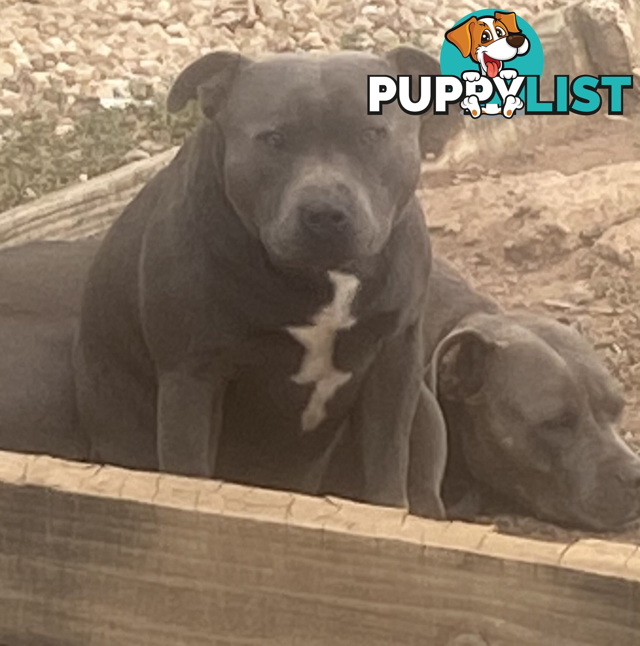 Blue Amstaff Puppies