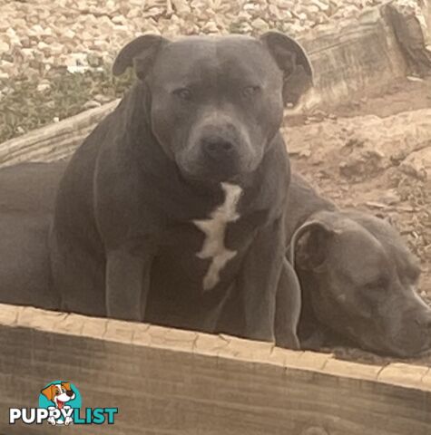 Blue Amstaff Puppies