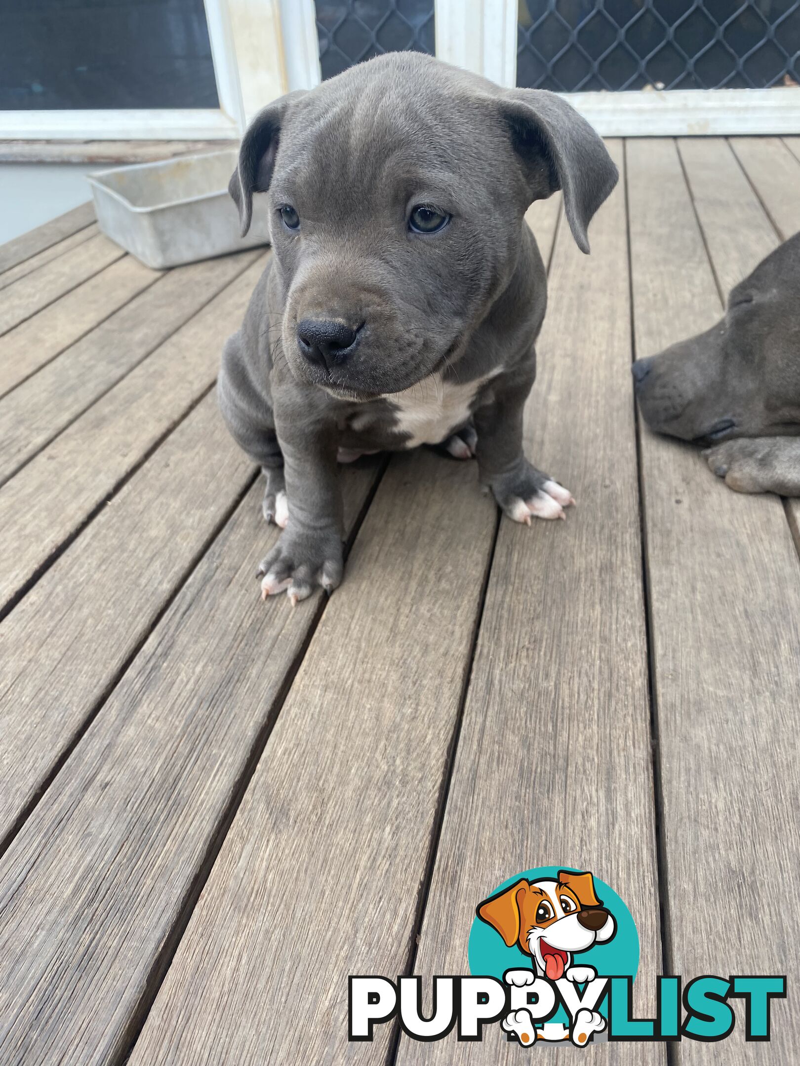 Blue Amstaff Puppies
