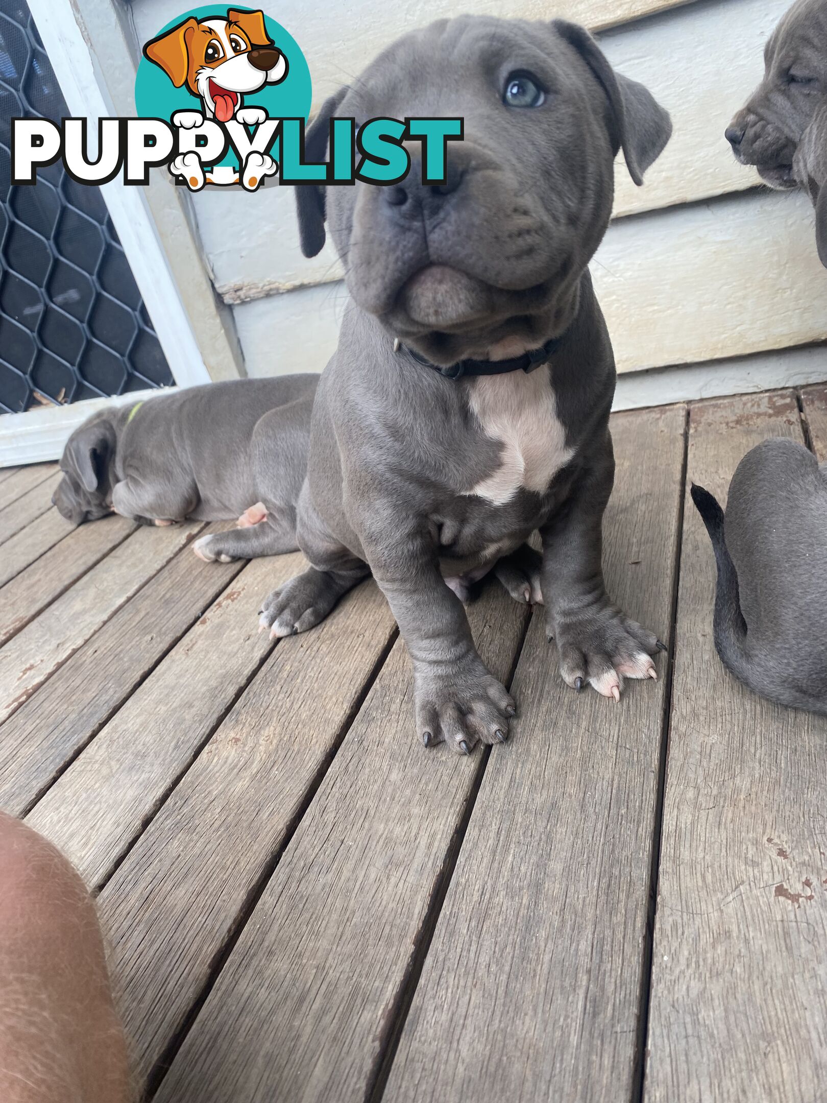 Blue Amstaff Puppies