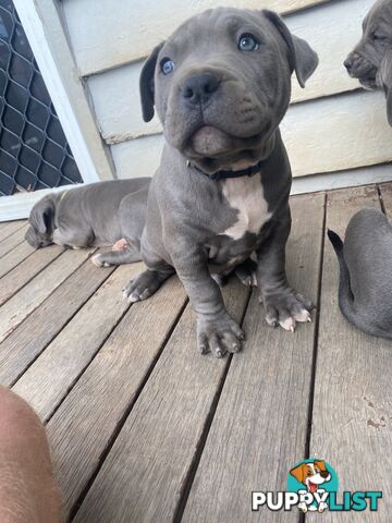Blue Amstaff Puppies