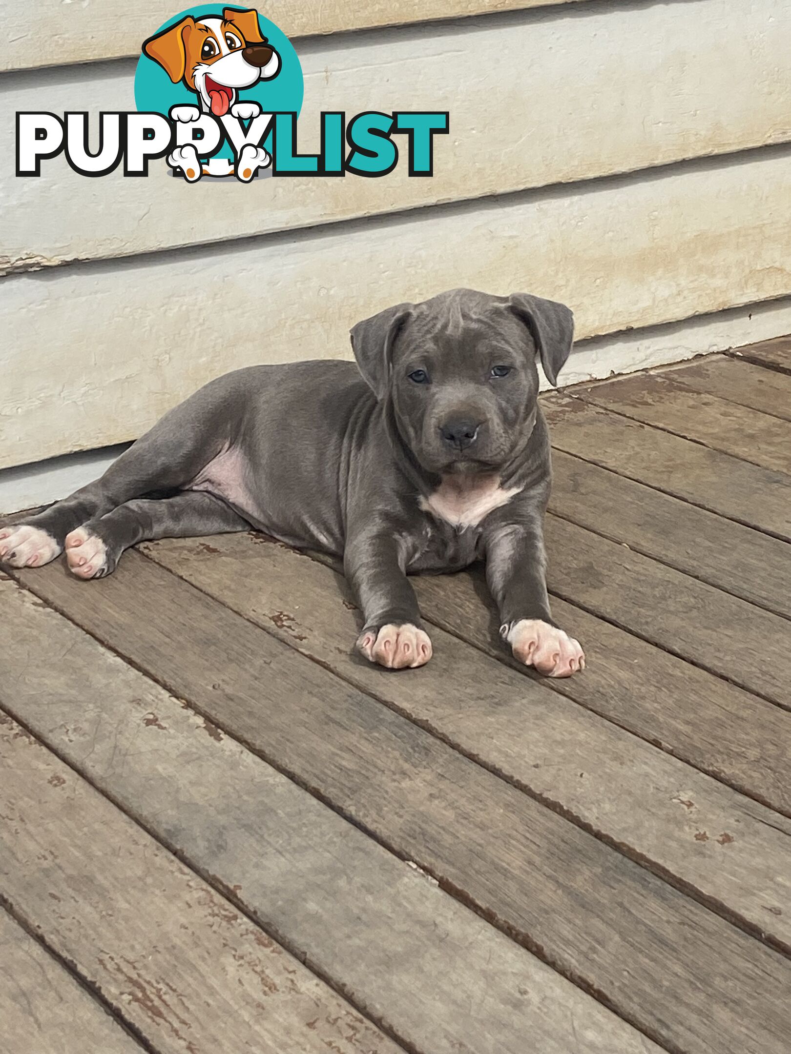 Blue Amstaff Puppies