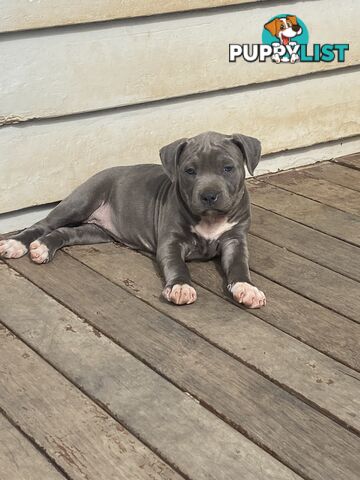 Blue Amstaff Puppies