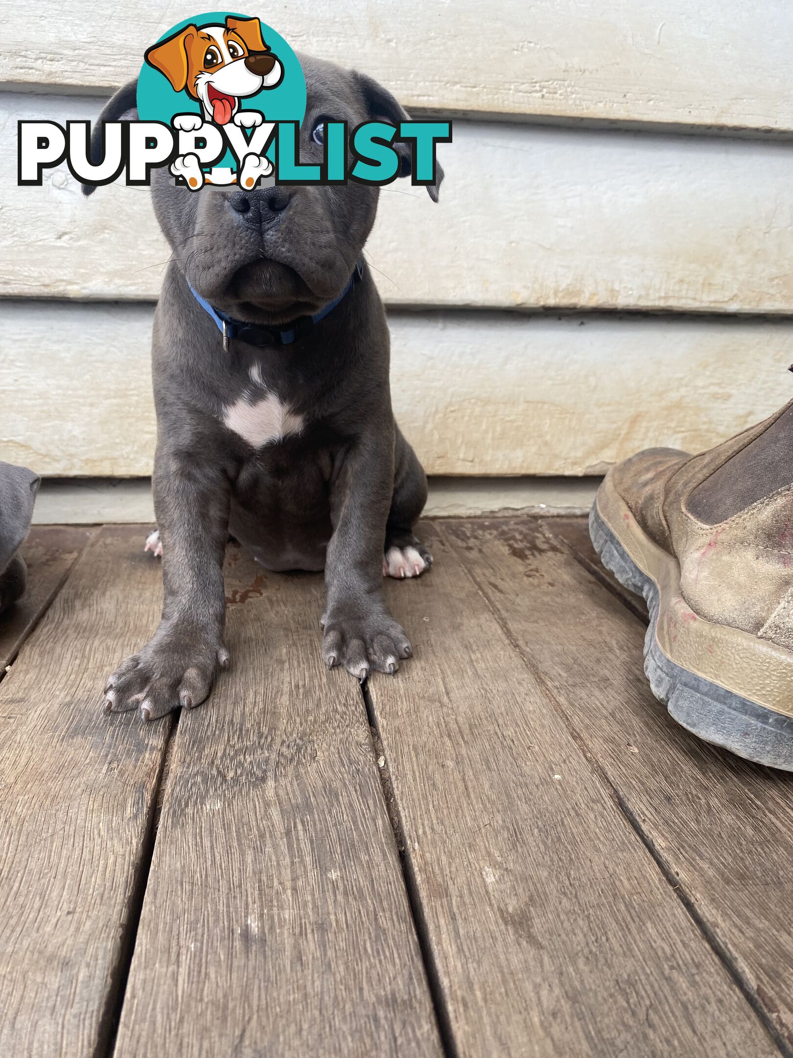 Blue Amstaff Puppies