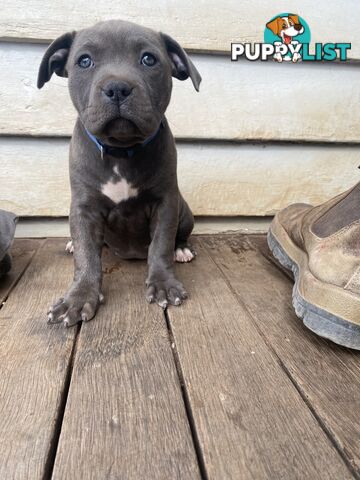 Blue Amstaff Puppies