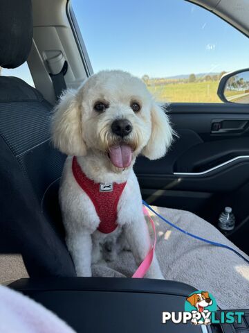 Cavoodle x Bichon Frise