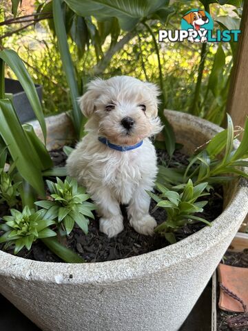 Beautiful Male Moodle Puppies