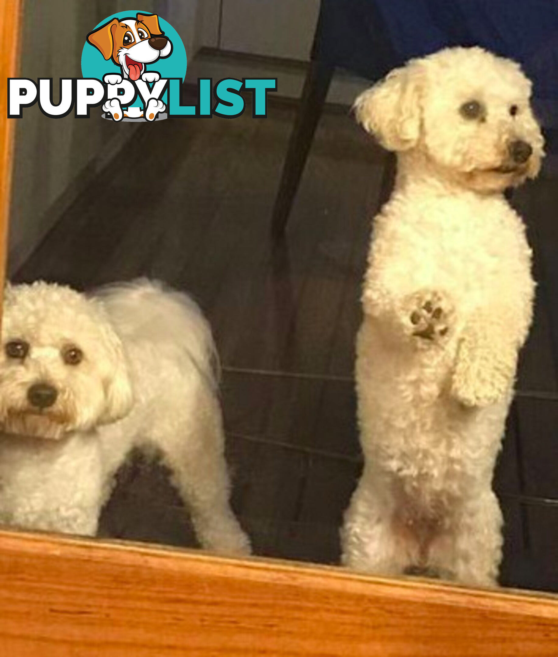 Purebred Bichon Frise puppies