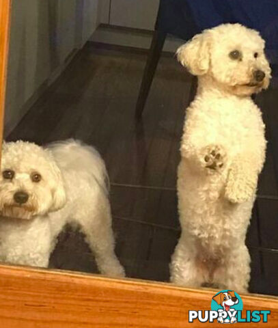 Purebred Bichon Frise puppies