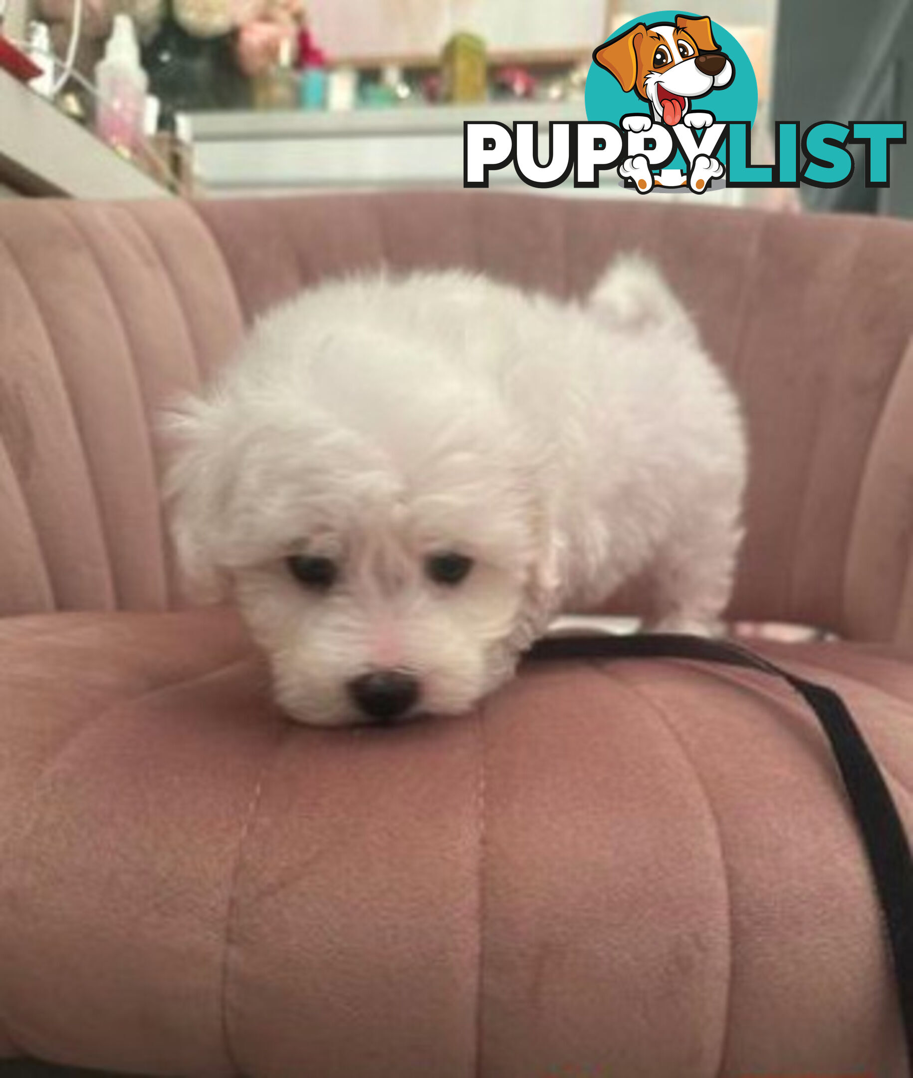 Purebred Bichon Frise puppies