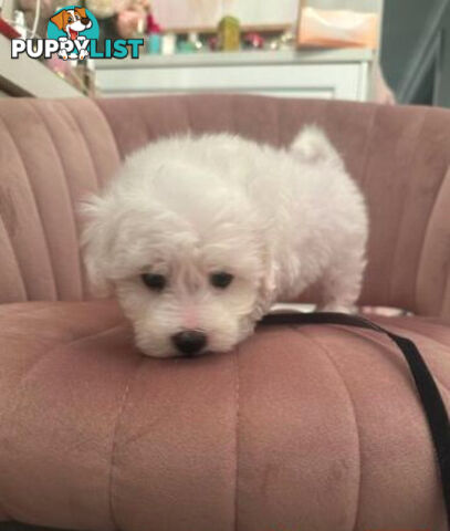Purebred Bichon Frise puppies