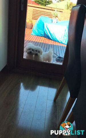 Purebred Bichon Frise puppies
