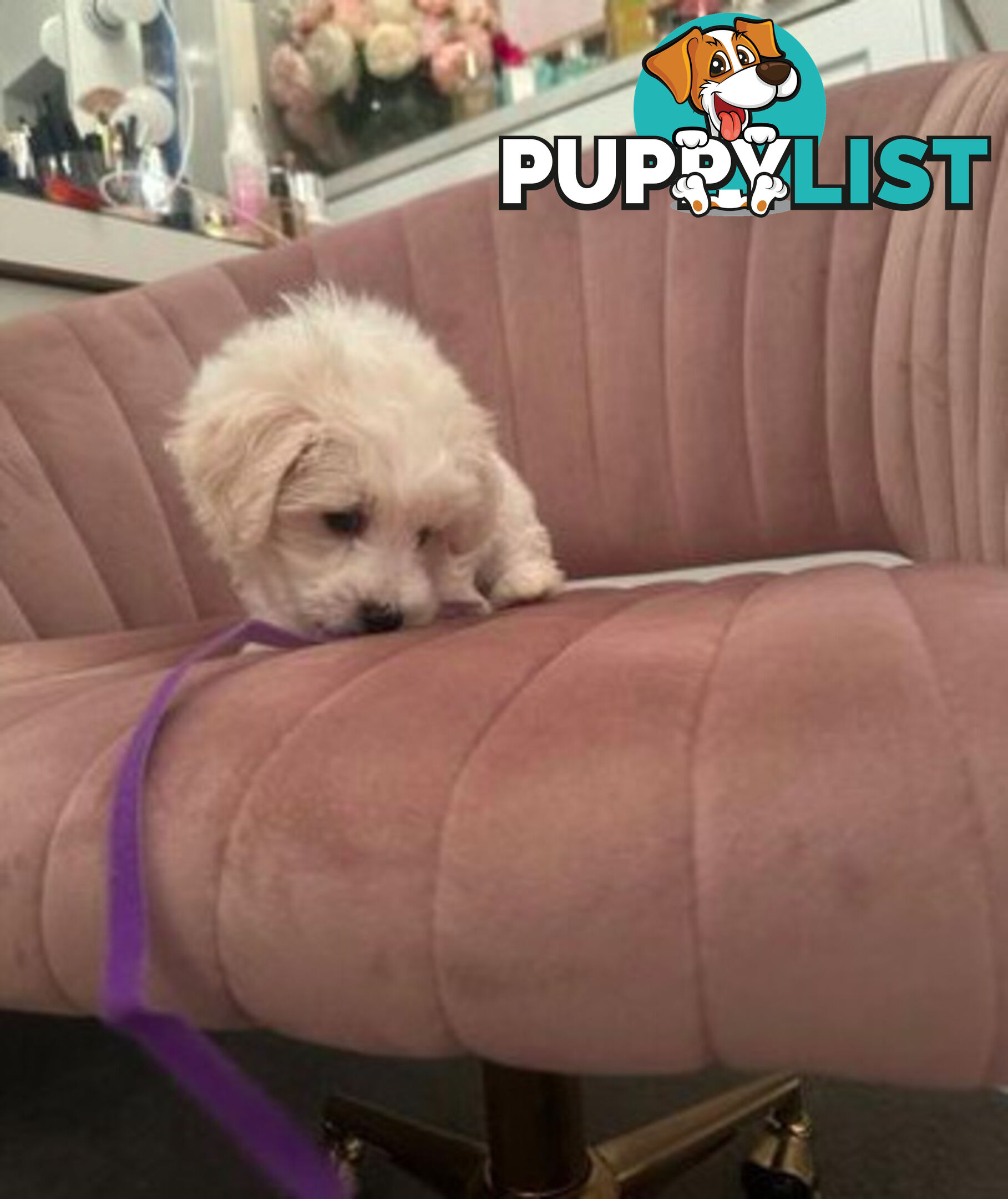 Purebred Bichon Frise puppies