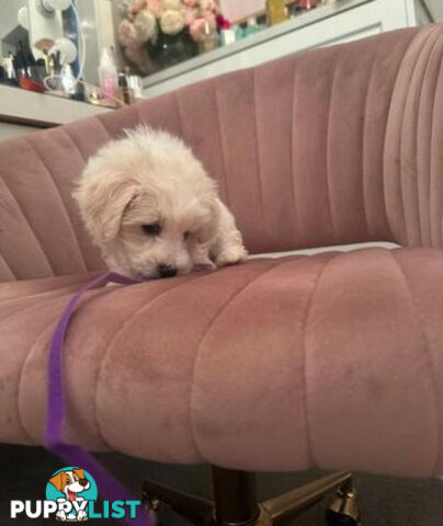 Purebred Bichon Frise puppies