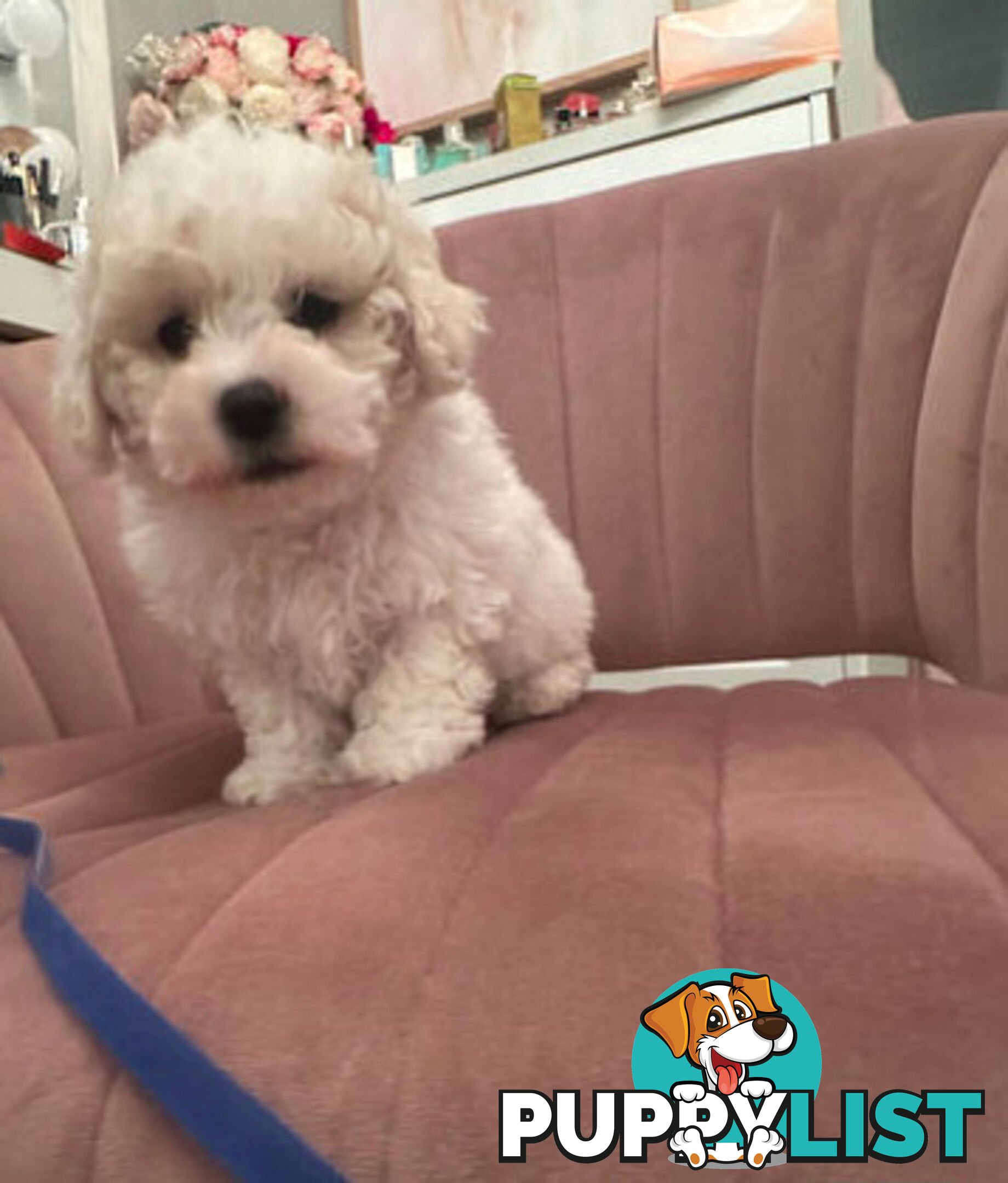 Purebred Bichon Frise puppies