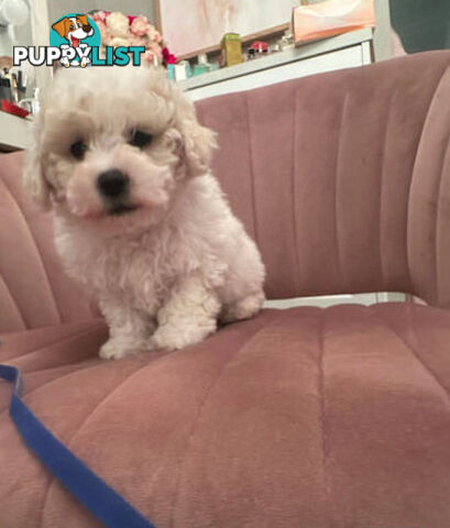 Purebred Bichon Frise puppies
