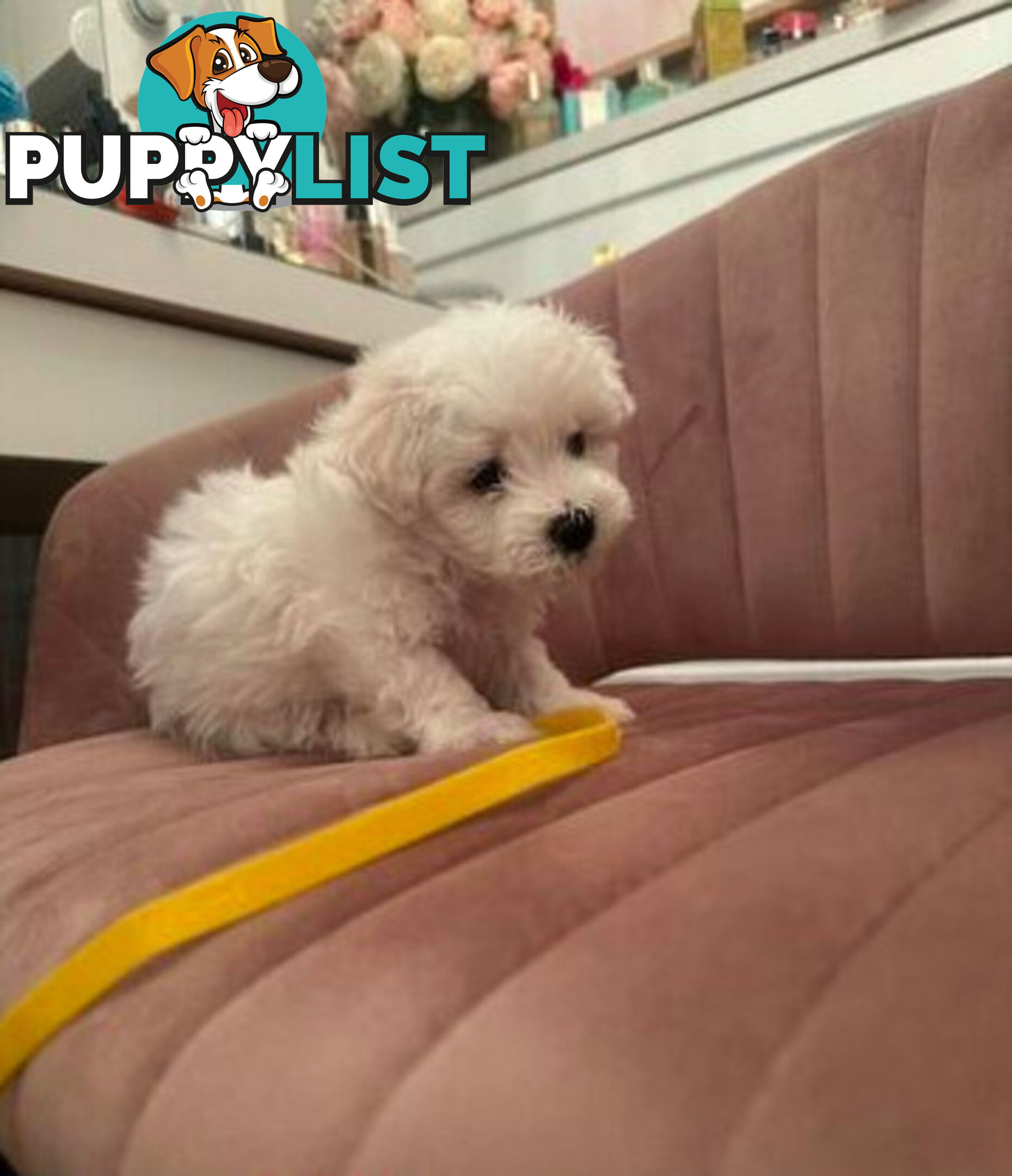 Purebred Bichon Frise puppies