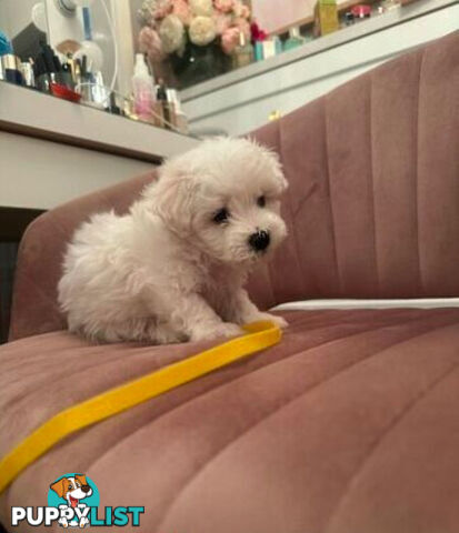 Purebred Bichon Frise puppies