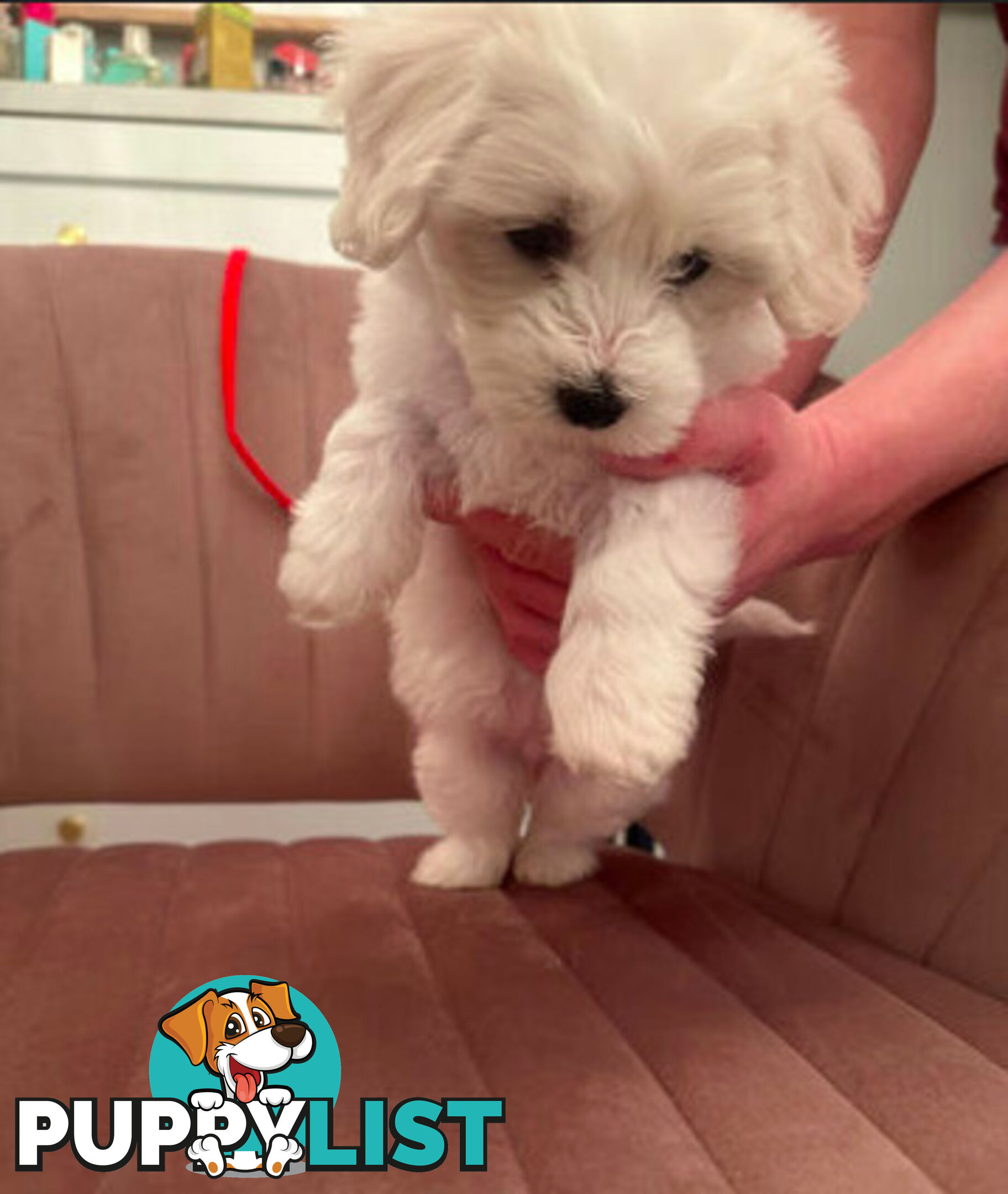 Purebred Bichon Frise puppies